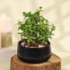 Gift Gift-Worthy Jade Plant in a Metal Planter