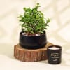 Gift-Worthy Jade Plant in a Metal Planter Online