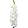 Gladiolus Essential (Bunch of 10) Online