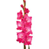 Gladiolus Fairytale Pink (Bunch of 10) Online