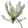 Gloriosa White (Bunch of 10) Online
