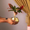 Gift Golden Hammered Metal Planter With Aglaonema Plant