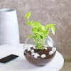 Gift Golden Money Plant in a Glass Bowl