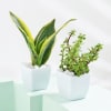 Gift Good Fortune Trio - Money, Snake And Jade Plant With Pot