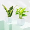 Shop Good Fortune Trio - Money, Snake And Jade Plant With Pot