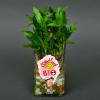 Gift Good Luck Bro Two Layer Customized Bamboo Plant