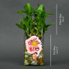 Buy Good Luck Bro Two Layer Customized Bamboo Plant