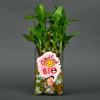 Good Luck Bro Two Layer Customized Bamboo Plant Online