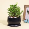 Gift Good Luck Jade Plant in a Metal Planter