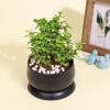 Buy Good Luck Jade Plant in a Metal Planter