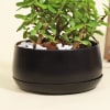 Shop Good Luck Jade Plant in a Metal Planter