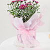 Buy Graceful Chrysanthemum And Pink Wrap Planter