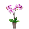 Graceful Mini Orchid Online