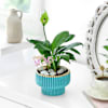 Gift Graceful Mother's Day Peace Lily Plant