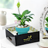 Buy Graceful Mother's Day Peace Lily Plant