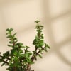 Buy Grandma's Garden Spectacle