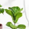 Buy Green Elegance Plant Duo Gift
