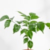 Shop Green Elegance Plant Duo Gift
