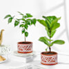 Green Elegance Plant Duo Gift Online