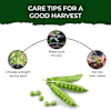 Shop Green Goodness Peas Grow Kit