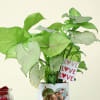 Shop Green Love Syngonium with a Personalized Vase