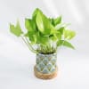 Gift Green Paradise - Money Plant With Pot