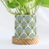 Buy Green Paradise - Money Plant With Pot