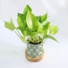 Shop Green Paradise - Money Plant With Pot