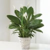 Green Plant Online