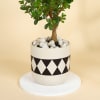 Gift Green Serenity Boxwood Bonsai with Designer Diamond Planter