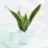 Gift Greenscape Duo - Snake And Money Plant With Pot