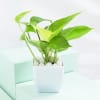 Buy Greenscape Duo - Snake And Money Plant With Pot