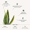 Shop Greenscape Duo - Snake And Money Plant With Pot