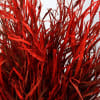 Grevillea Red (Bunch of 10) Online
