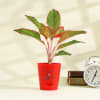 Gift Grow Together Aglaonema Indoor Plant