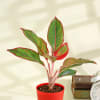 Buy Grow Together Aglaonema Indoor Plant