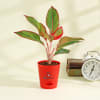 Grow Together Aglaonema Indoor Plant Online