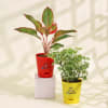 Grow Together Aglaonema Plant and Aralia Plant Online