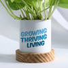 Gift Growing Thriving Living - Money Plant With Pot