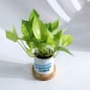 Buy Growing Thriving Living - Money Plant With Pot