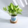 Shop Growing Thriving Living - Money Plant With Pot