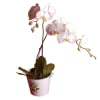 Gundy White Phalaenopsis Orchid Online