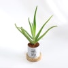 Buy Happily Ever After - Aloe Vera Plant With Pot - Personalized