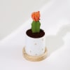 Buy Happy New Year - Moon Cactus Plant With Personalized Pot