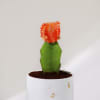 Shop Happy New Year - Moon Cactus Plant With Personalized Pot