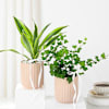 Gift Harmonious Plant Duo
