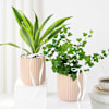 Buy Harmonious Plant Duo