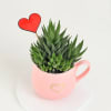Buy Haworthia Plant With Cup Planter