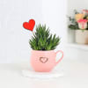 Haworthia Plant With Cup Planter Online