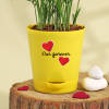 Shop Heart Bamboo Palm Plant